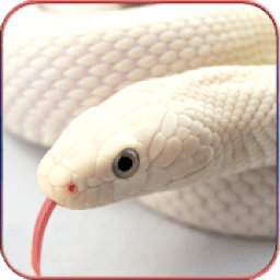 ikon HD Snake Wallpapers