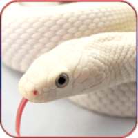 HD Snake Wallpapers on 9Apps