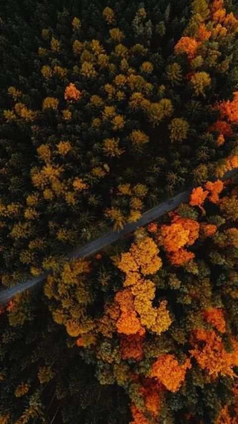 Vellum Wallpaper स्क्रीनशॉट 5