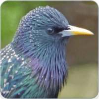 Common Starling Call : European Starling Song on 9Apps