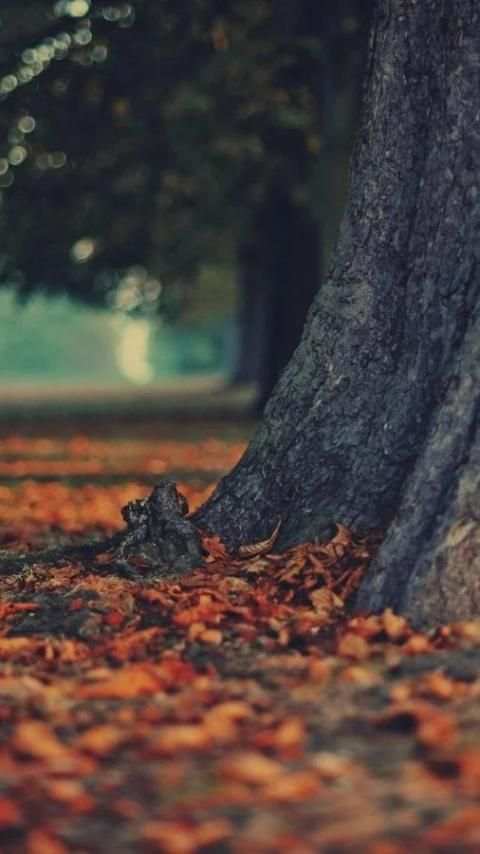 Nature Wallpapper 1 تصوير الشاشة