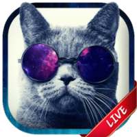 Cat Live Wallpaper on 9Apps