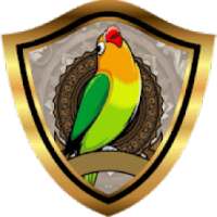 TERAPI LOVEBIRD PAUD | Simulasi Lomba