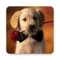 Litle Puppy Wallpaper