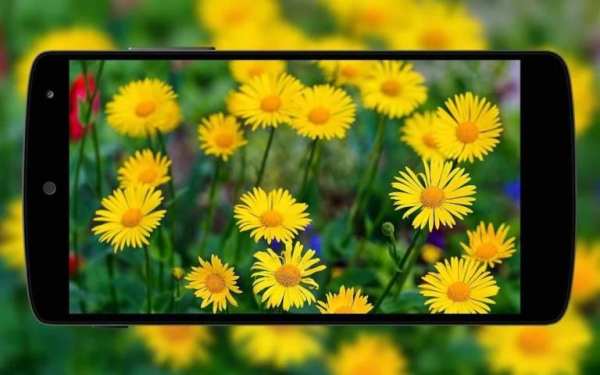 Flowers Wallpaper screenshot 5