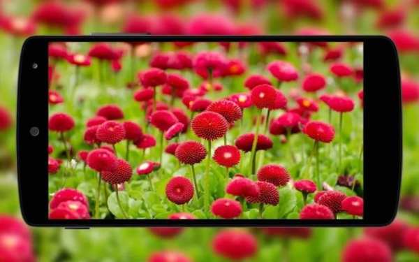 Flowers Wallpaper screenshot 1