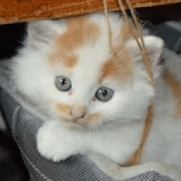 Cat Fake Call आइकन