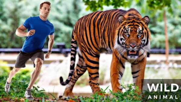 Wild Animal Photo Frames - Photo Editor स्क्रीनशॉट 3