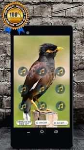 Indian Myna Bird Call : Common Myna Call स्क्रीनशॉट 1