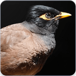 Indian Myna Bird Call : Common Myna Call आइकन