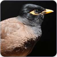 Indian Myna Bird Call : Common Myna Call logo