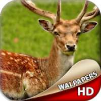Deer Wallpaper HD 2018, Deer Background Wallpaper on 9Apps