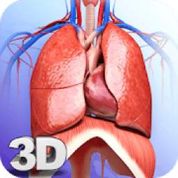Respiratory System Anatomy Pro.