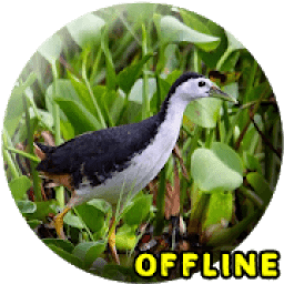 Suara Burung Ruak Ruak MP3 icon