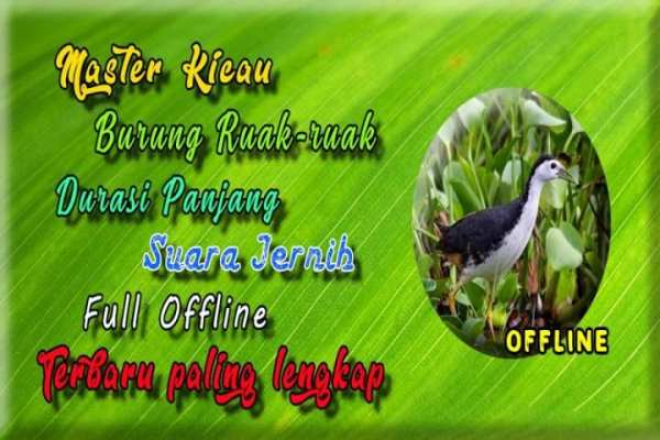 Suara Burung Ruak Ruak MP3 screenshot 1