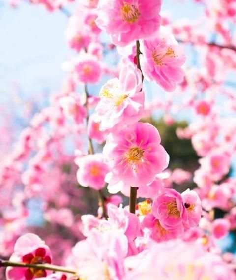 Flowers Wallpaper screenshot 1