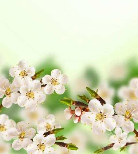 Flowers Wallpaper screenshot 2