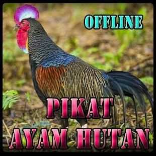 Suara Pikat Ayam Hutan screenshot 1