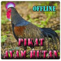 Suara Pikat Ayam Hutan on 9Apps