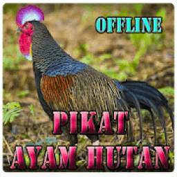 Suara Pikat Ayam Hutan 4.1