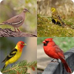 BIRD QUIZ 3.1.6z