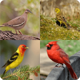 Bird Quiz आइकन