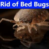 How to Get Rid Of Bed Bugs