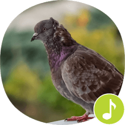 ikon Pigeon Sounds Ringtones