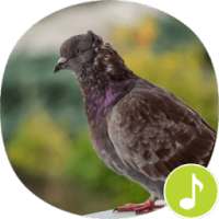 Pigeon Sounds Ringtones