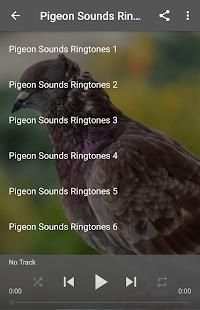 Pigeon Sounds Ringtones screenshot 1