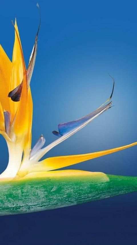 Wallpaper Oppo HD screenshot 4