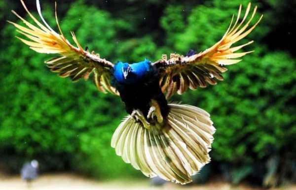 Zoom Camera For Fauna Photos screenshot 6