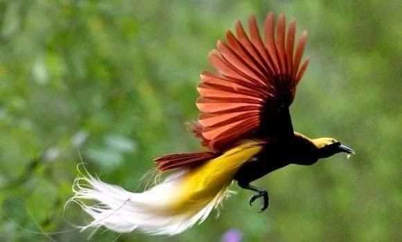 Zoom Camera For Fauna Photos screenshot 7