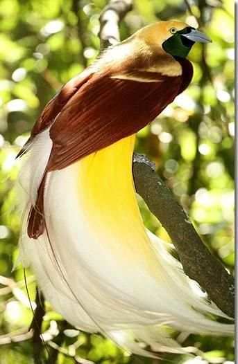 Zoom Camera For Fauna Photos screenshot 1