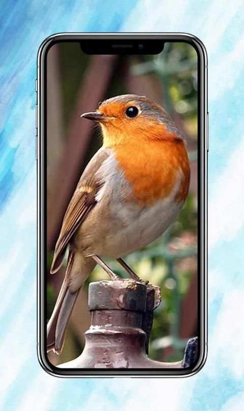 All Birds Wallpapers स्क्रीनशॉट 3