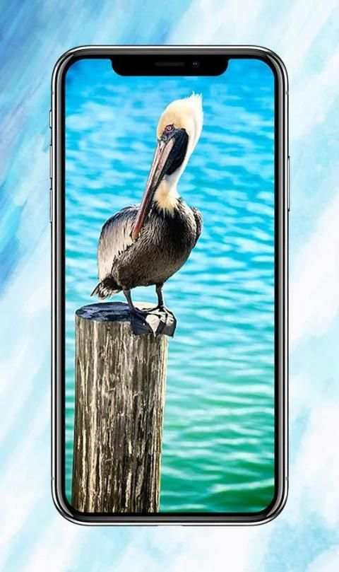 All Birds Wallpapers स्क्रीनशॉट 2