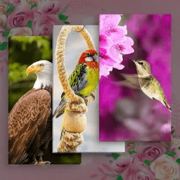 All Birds Wallpapers आइकन