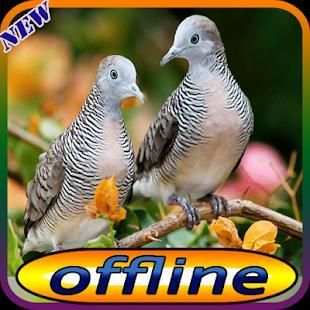 Suara Burung Perkutut dan Pikat screenshot 6