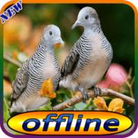 Suara Burung Perkutut dan Pikat on 9Apps