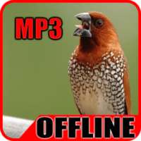 Suara Burung Pipit Offline