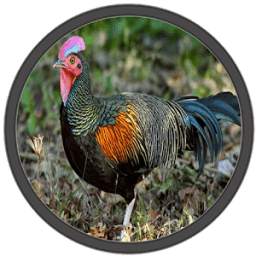 Suara Ayam Hutan 8.0