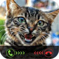 Fake Call: Cat Caller ID on 9Apps