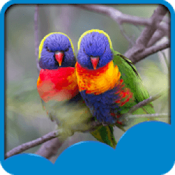 ikon Love Birds Live Wallpapers