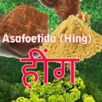 हींग-Hing- in hindi and english on 9Apps