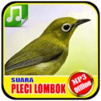 Suara Burung Pleci Lombok