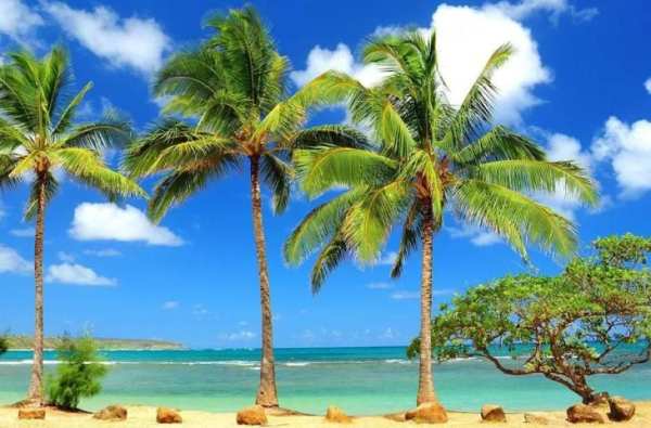 Sumer vacation Live wallpaper screenshot 2