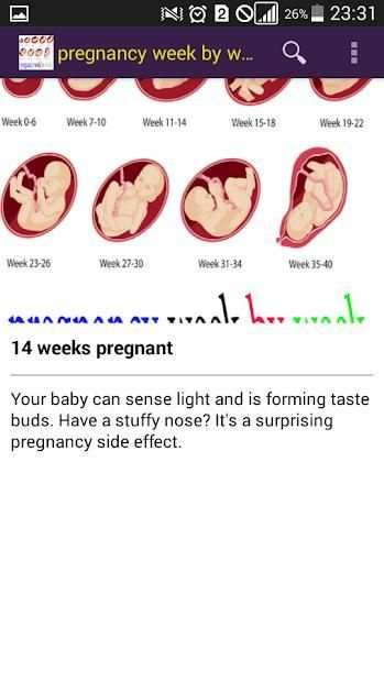 pregnancy week by week स्क्रीनशॉट 4
