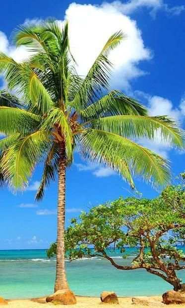 Sumer vacation Live wallpaper screenshot 6
