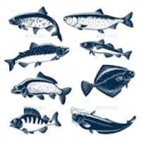 FISH Finder & Identifier on 9Apps