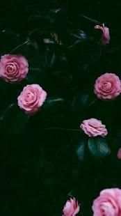 Flower wallpapers HD screenshot 1